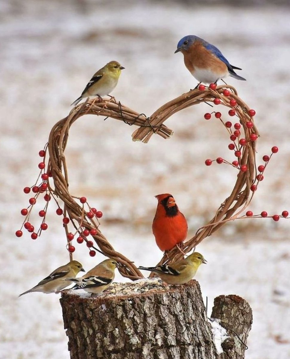 Good morning 🐦🌿🐤🌿🐦