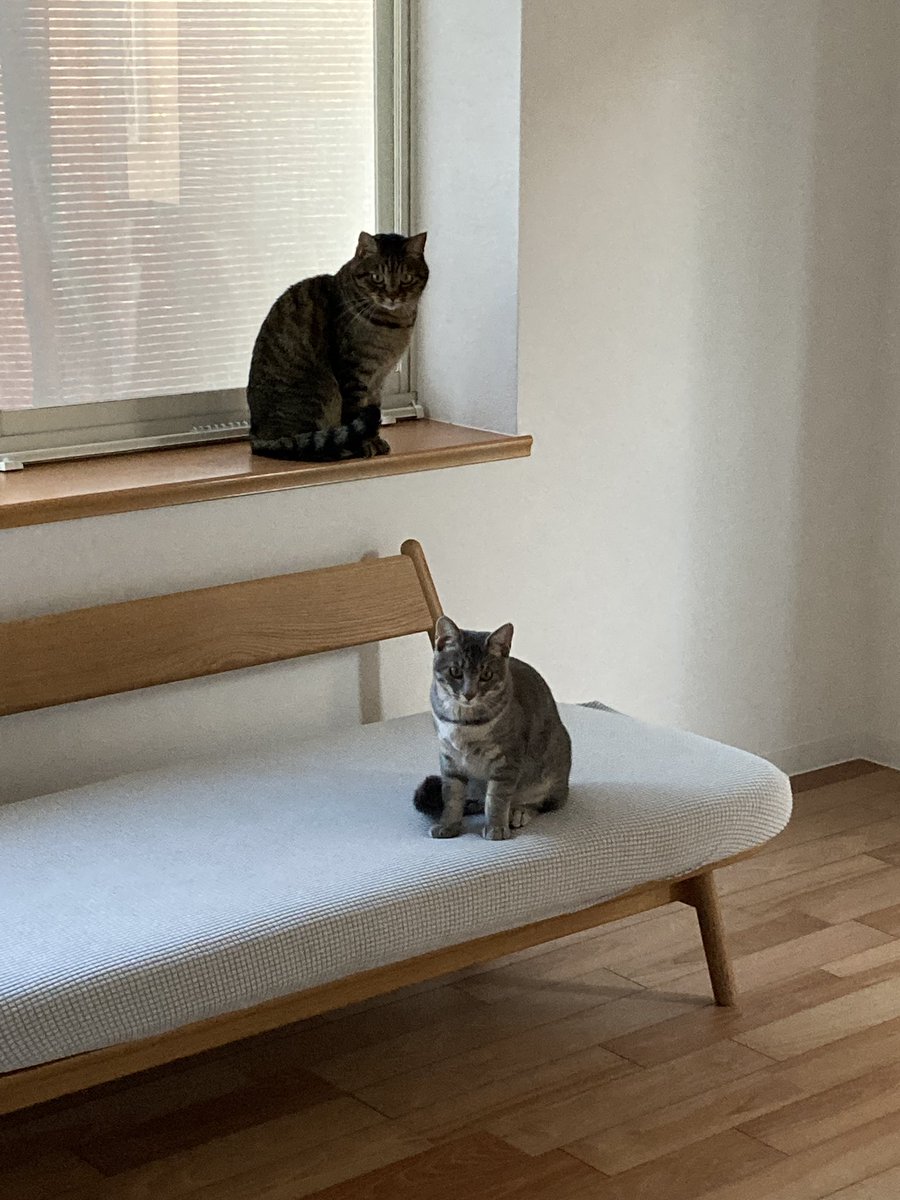 特典

<a href="/catseye_Tokyo/">東京猫ノ目団 / ノギ</a> さんからホルダー特典頂きました

東京猫ノ目団さんは猫保護団体へ寄付活動をされています

うちには拾い猫が2匹いますが、出会えなかった猫たちに、少しでも何か出来ればと思って、NFT活動を応援させて頂いています