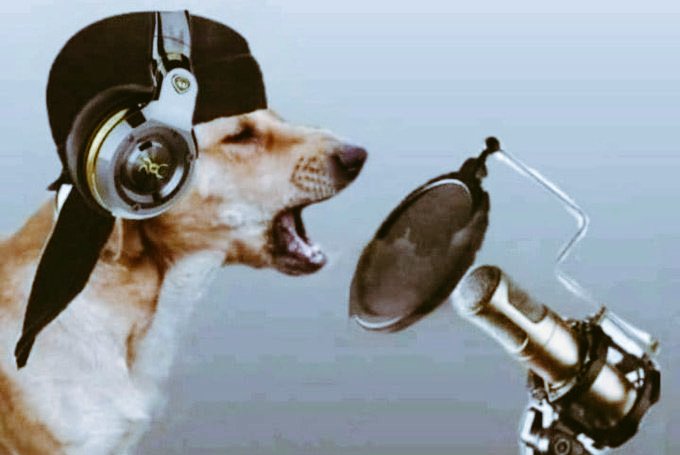 kenn_254_'s tweet photo. News Just in:
Kenyan Born Rapper Lil Mbwa faked his death to avoid paying puppy  support.
He's Set to address the media shortly. https://t.co/94aKsFPd4D