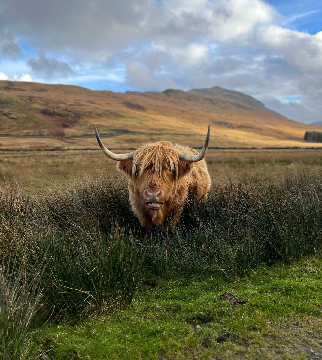 CountryfileMag's tweet photo. Today's Photo of the Day is taken on Benmore estate, Isle of Mull by Aaron Walker #BBCountryfileMagPOTD https://t.co/4j804T3guK