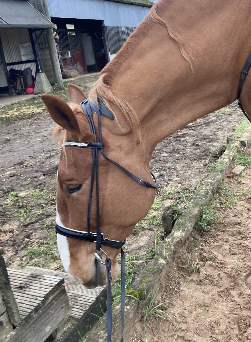 archiesauraus's tweet photo. Dressage lessons in the dark are SO much easier if SOMEONE gets her big girl pants on and I don't have to be on constant alert that she'll spook any second π #BigBraveSirArchie #DoYouWannaDance #PictureTakenInDaylight https://t.co/QExtfBKxoK