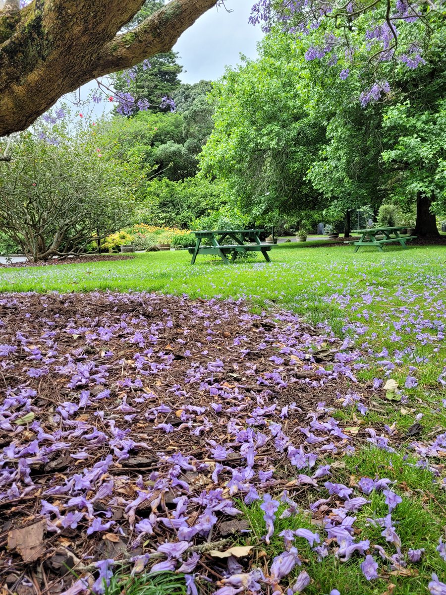 SoonLeeNZ's tweet photo. Jacaranda petal fall has begun. #SomethingBeautiful #jacaranda #PetalFall #tree https://t.co/h42waV5RR2