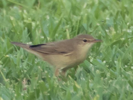 For #IndiAves #ShySkulkers theme, here’s a rare #GardenWarbler I captured this year. I was delighted when the top UAE birder told me he’d seen this species only once in his 20 years of birding here. #BirdsOfTwitter #BirdsSeenIn2022 #birdwatching #ThePhotoHour