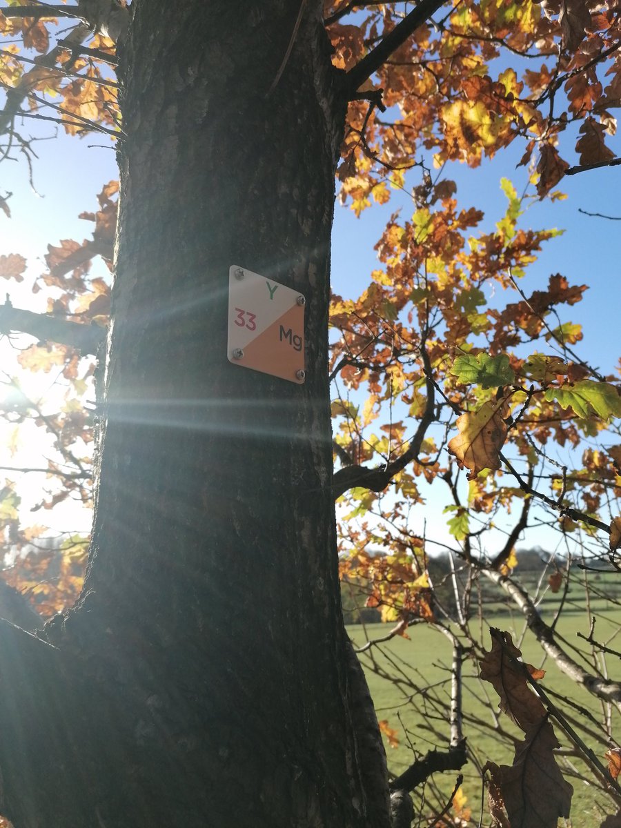 Beautiful morning mapping and installing markers at Whitcliffe Mount School.