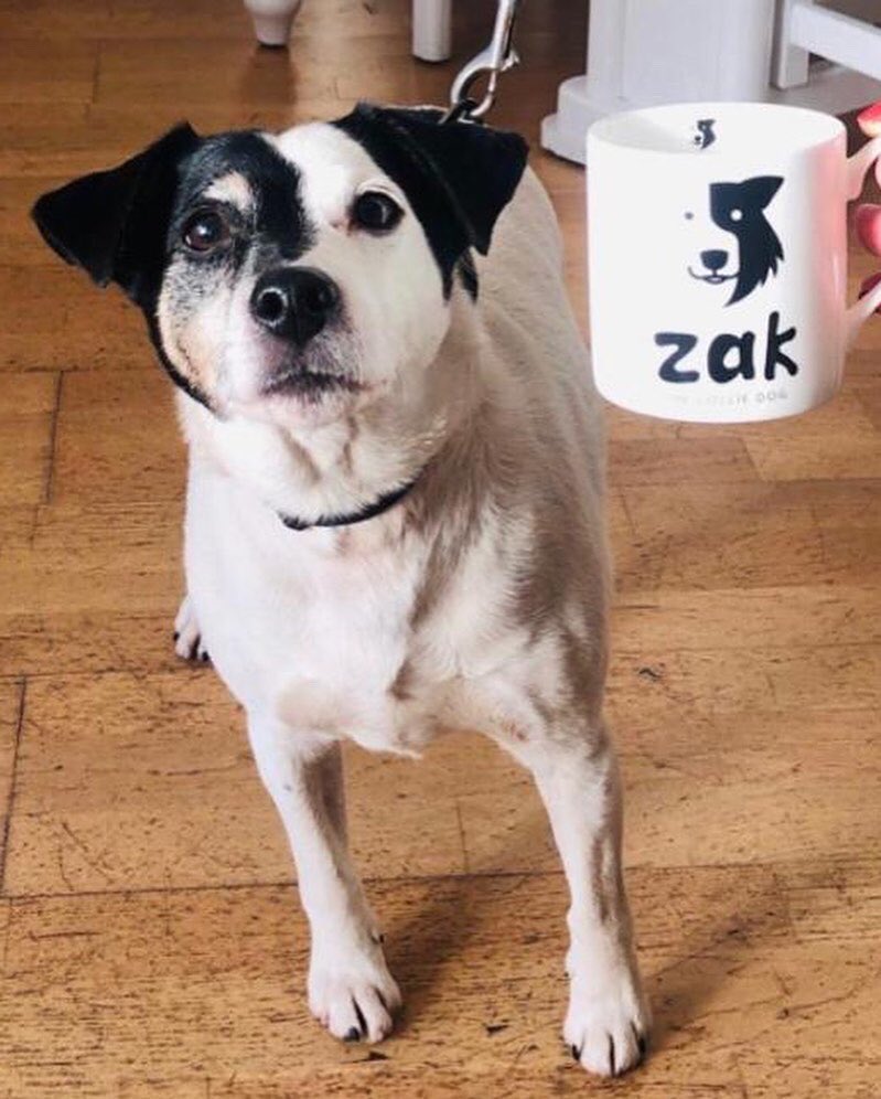 zakthecolliedog's tweet photo. What a SUPERSTARS!🤩
Edward, Abby with Ziggy &amp; Wilf the Parson Russell Terrier!😍
All items purchase help to support @BCTGB &amp; #LakesSearchDogs! Helping to raise over £16K!🎉
Not forgetting our #bekind gift!💕
Visit here for info https://t.co/PBzHGjy6Zy
#zakthecolliedog #charity https://t.co/vTAcci2B0j