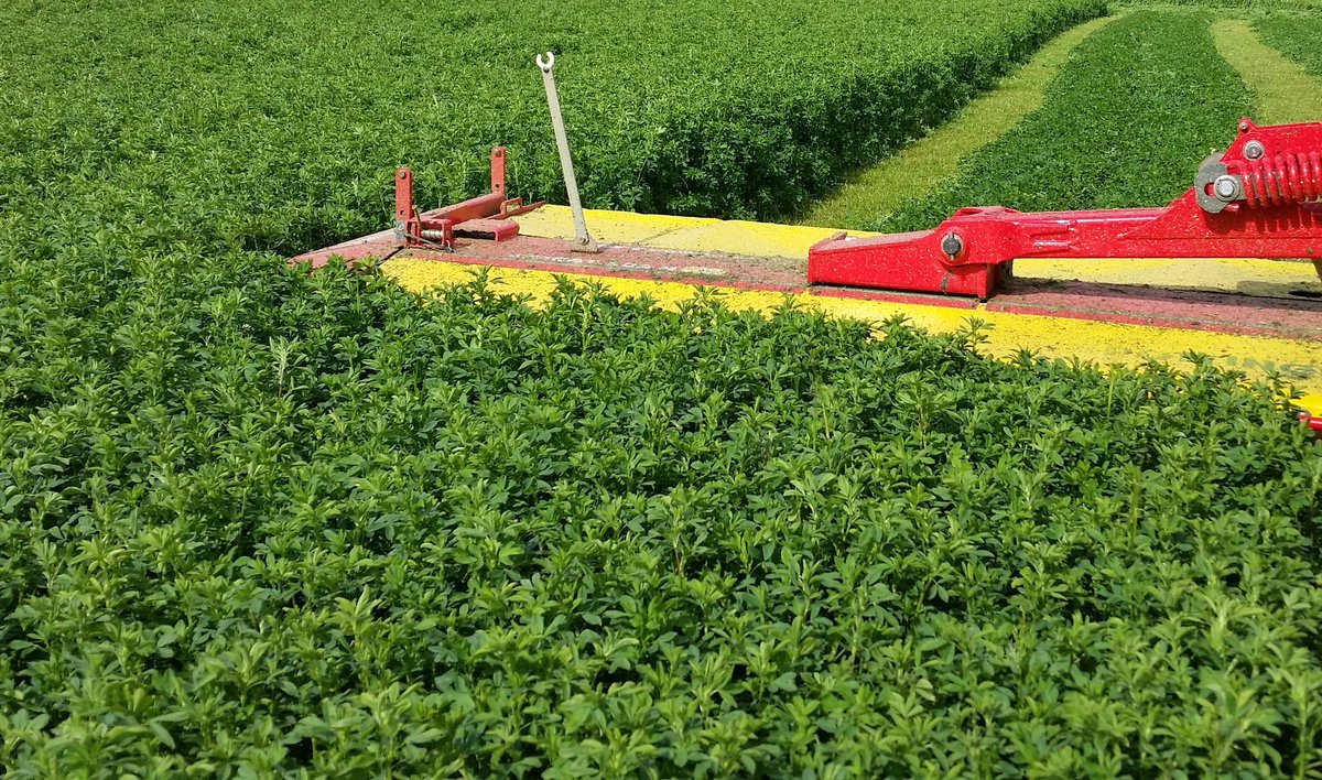 GrowWalesGreen will be part of a
<a href="/AHDB_Dairy/">AHDB Dairy</a> event 
in Nevern tomorrow. An on farm meeting to discuss feeding options and how to grow a greater proportion of protein feed on your farm
Register here -
ahdb.org.uk/events/pembrok…

<a href="/ibers_aber/">IBERS - Aber</a> 
<a href="/AberUniAgri/">Aber Uni Amaeth/Agriculture</a>