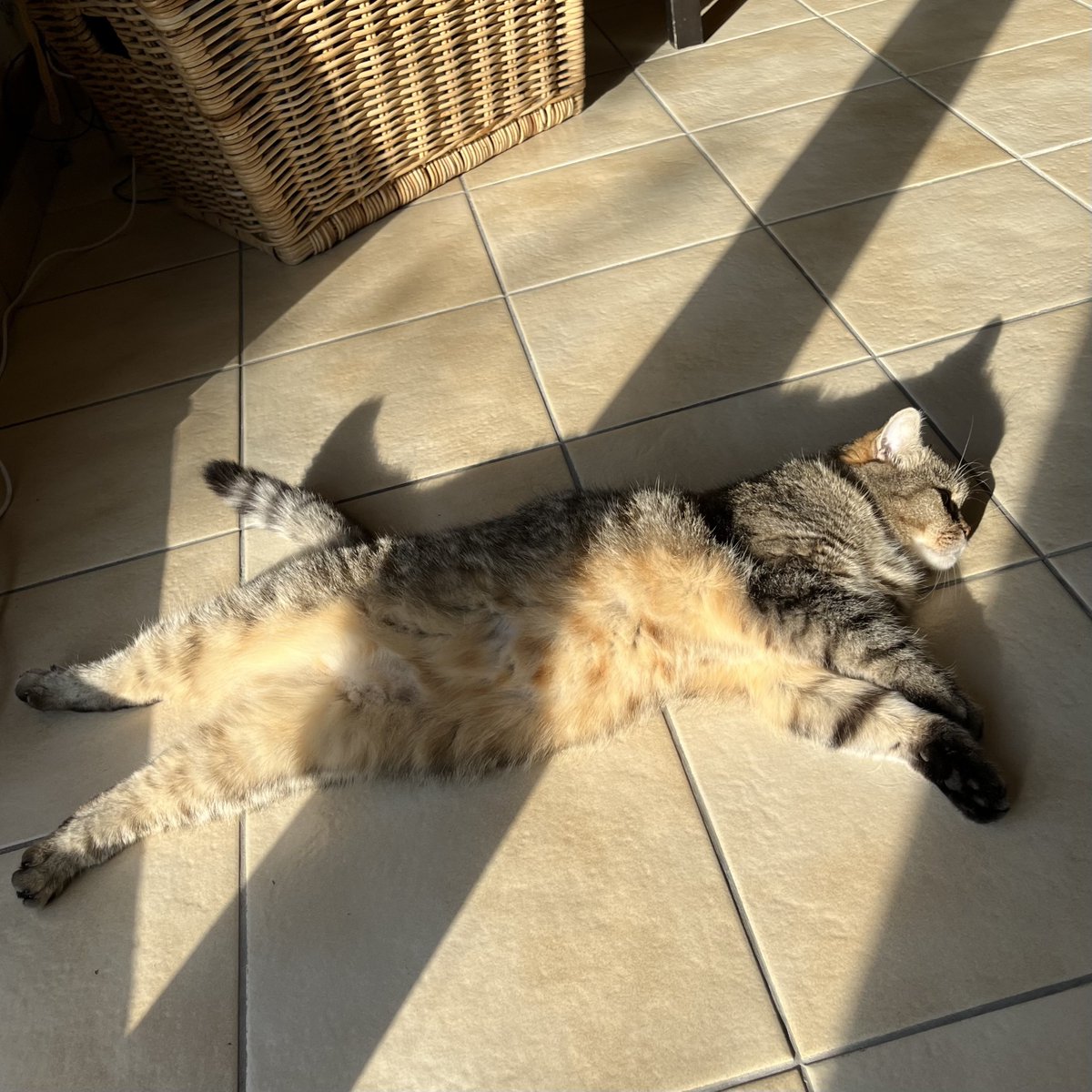 maki_lechat's tweet photo. Chauffage au sol, rayon de soleil, je suis pas mal là 😽 https://t.co/GixEAaSwli