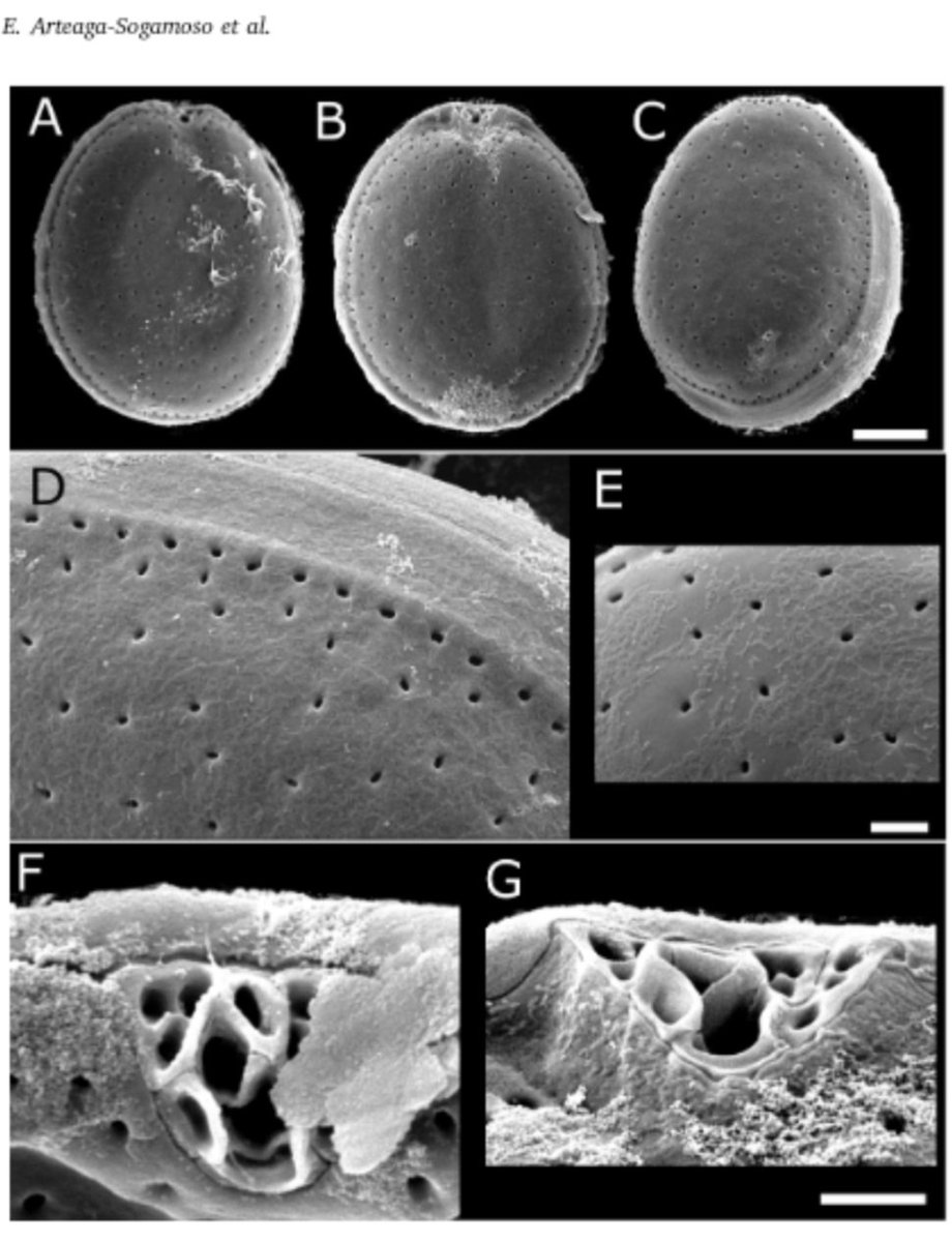lamic_ufpr's tweet photo. Please say hello to Prorocentrum porosum, the newest toxigenic species of #dinoflagellate, described for #marine waters from #Colombia, #Brazil and #Japan by a team of researchers from 🇨🇴🇧🇷🇯🇵🇪🇸🇫🇷 at: https://t.co/7cZ0iCrHIp
@cienciaufpr @IEOVigo @Ifremer_fr #taxonomy #HAB https://t.co/0dzdAtnCqz