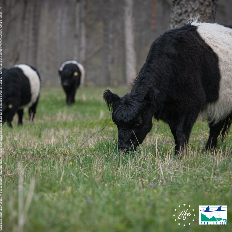 LIFEProgramme's tweet photo. Despite ongoing efforts, biodiversity is deteriorating worldwide. 🌏

We are losing plants &amp; animals at a rate 1000 times greater than any other time in recorded human history.

Discover how our #LIFEprojects' work delivers a myriad of benefits #ForOurPlanet.

#COP15 #LIFEis30
