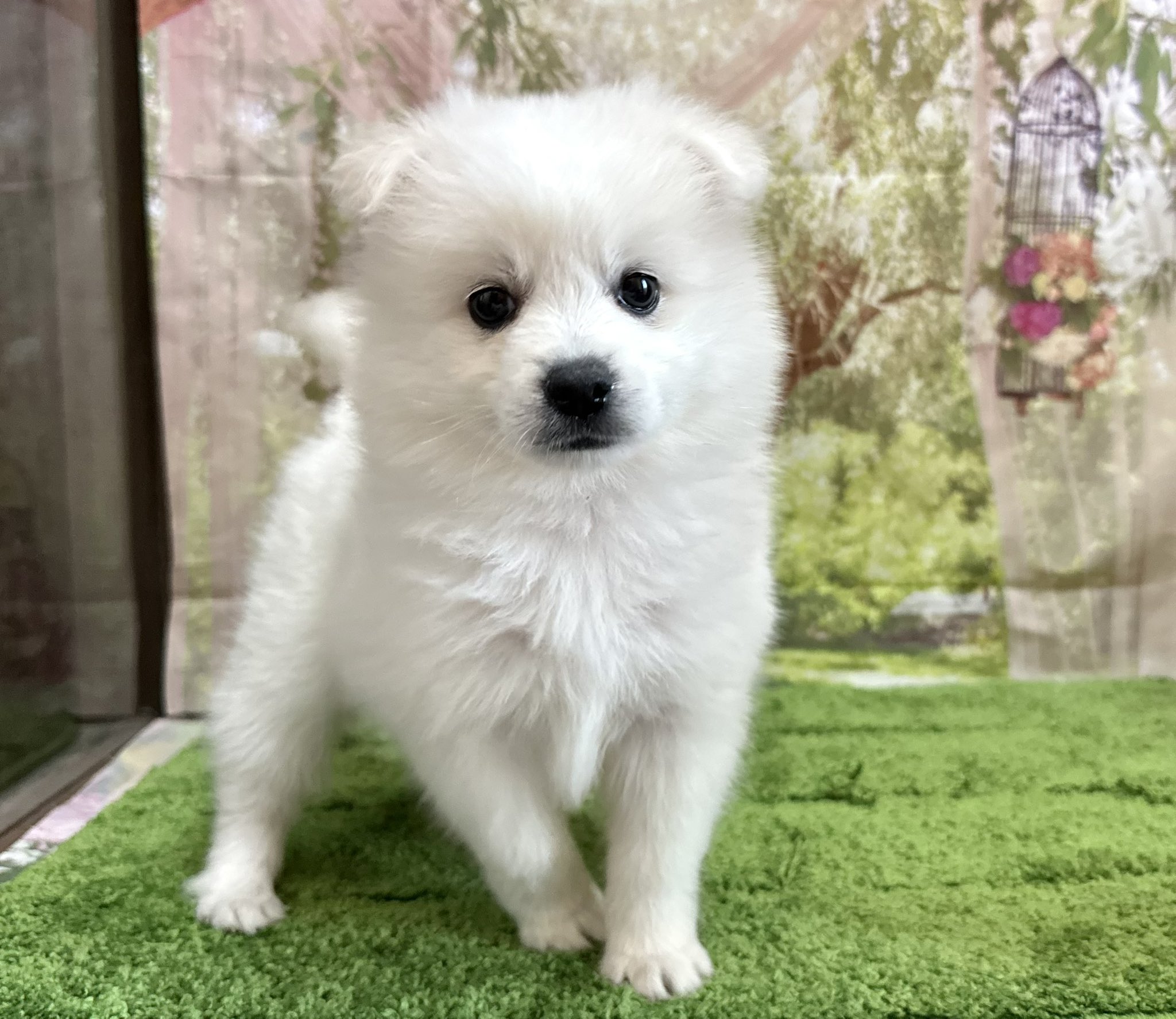 White Lab 日本スピッツブリーダー R Whitelab Twitter
