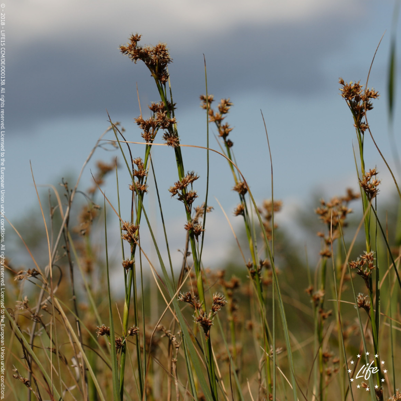LIFEProgramme's tweet photo. Despite ongoing efforts, biodiversity is deteriorating worldwide. 🌏

We are losing plants &amp; animals at a rate 1000 times greater than any other time in recorded human history.

Discover how our #LIFEprojects' work delivers a myriad of benefits #ForOurPlanet.

#COP15 #LIFEis30