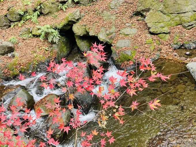 電車で鞍馬の山登って貴船神社へ。ちょうど神前結婚式やってて見学させてもらった。素敵だった〜。森林浴めちゃくちゃした。歩いた。体力の限界に挑んだ 