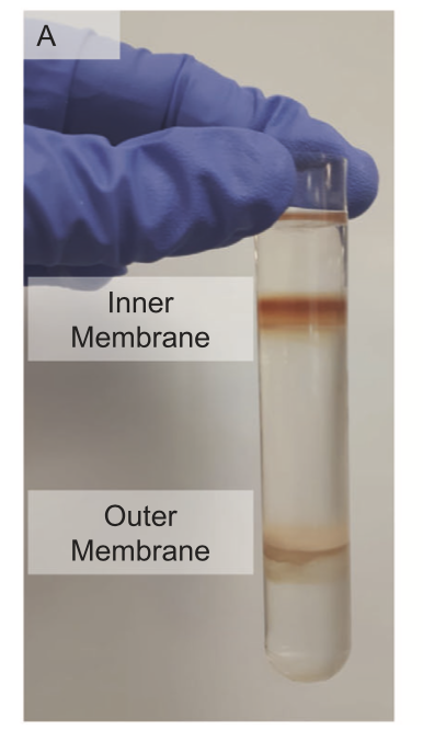 Chen_group's tweet photo. our recent work on trade-offs in membrane lipid substitutions. Aminolipids elicit functional trade-offs between competitiveness and bacteriophage attachment - led by @biochirrup &amp; @MichiAMausz et al funded by @ERC_Research https://t.co/A2XtNSHrCl https://t.co/Zq5OL4cO3X