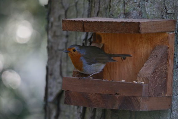 🐦Si vous voulez nourrir des oiseaux pendant l'hiver, voici ce qu’il ne faut surtout pas faire et pourquoi 
#fautpasrever #nature #faune
france3-regions.francetvinfo.fr/auvergne-rhone…