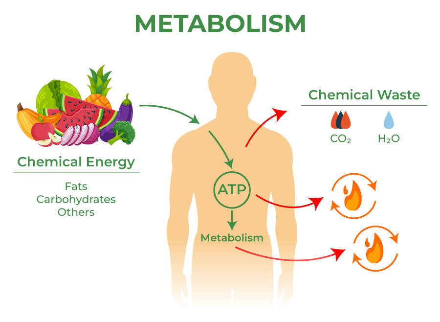 george-ferman-on-twitter-how-to-optimize-metabolic-health-thread