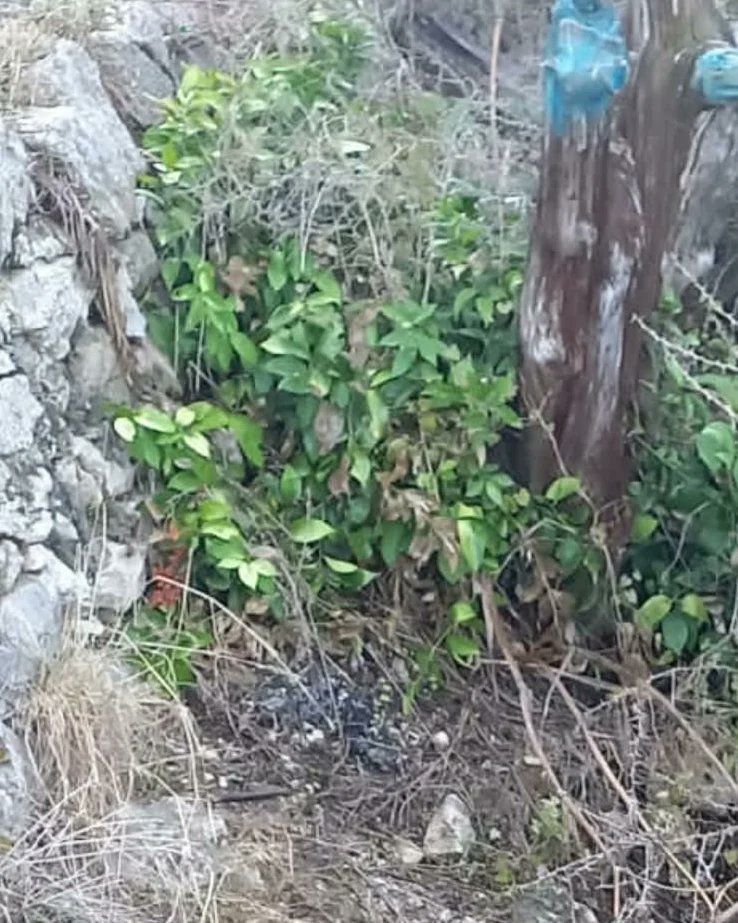 GibReserve's tweet photo. Follow up #continuouscleaning at hotspots on #upperrocknaturereserve difficult to access 😩. Tnk u Britannia abseil team for risky work. PLS #DONOTLITTER especially throwing over the edge 😡; #unsightly #polluting &amp; dangerous to collect. 
Have #civicpride &amp; #lovewhereyoulive 💚 https://t.co/PEgydOmyGX