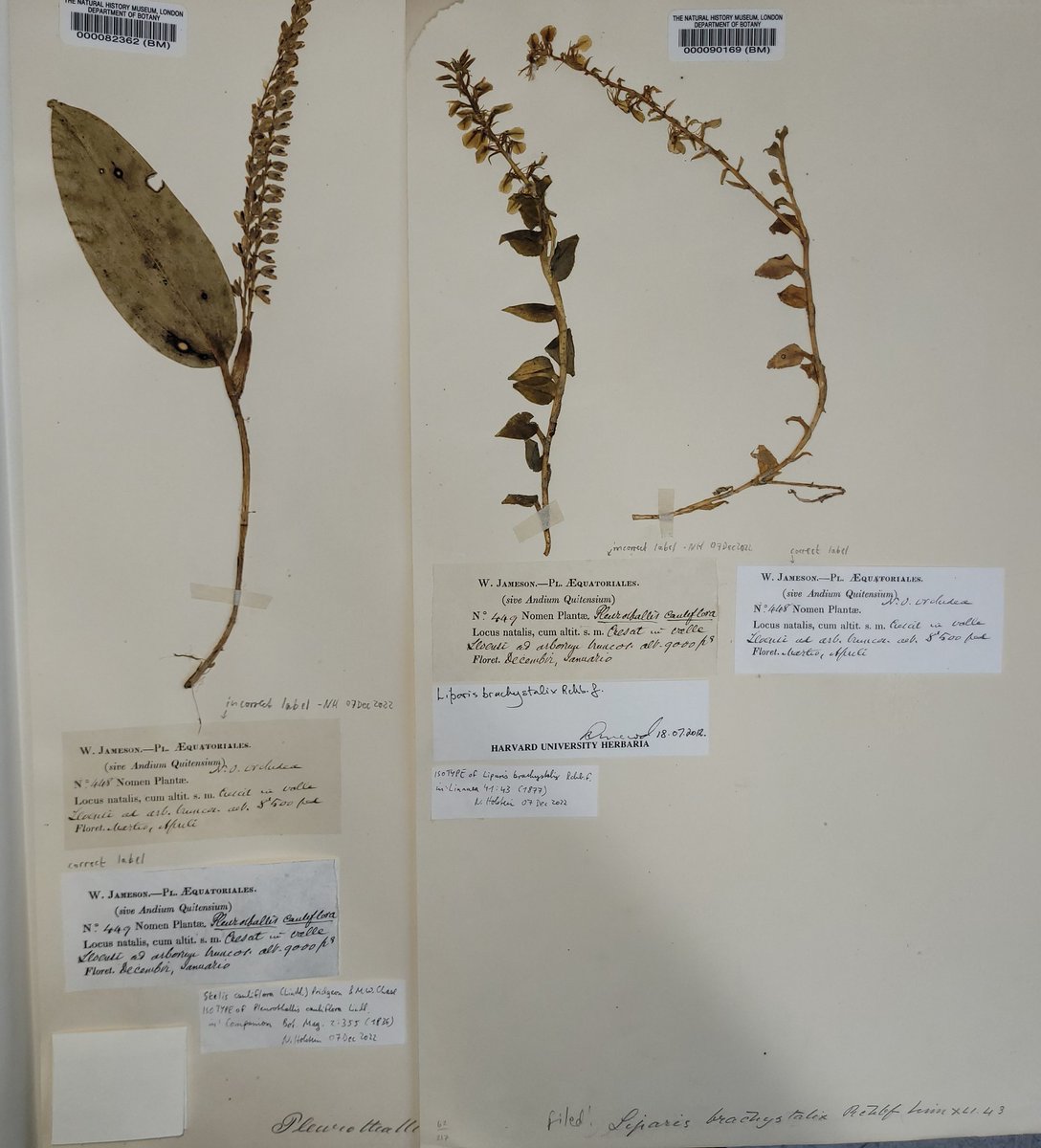 Mistakes happen, even in a great #herbarium. It is a bit unfortunate though if specimen labels were switched accidentally and both specimens are types. 😬😳
But great if one can figure that problem out. 😁

#HerbariumLife #CuratorLife