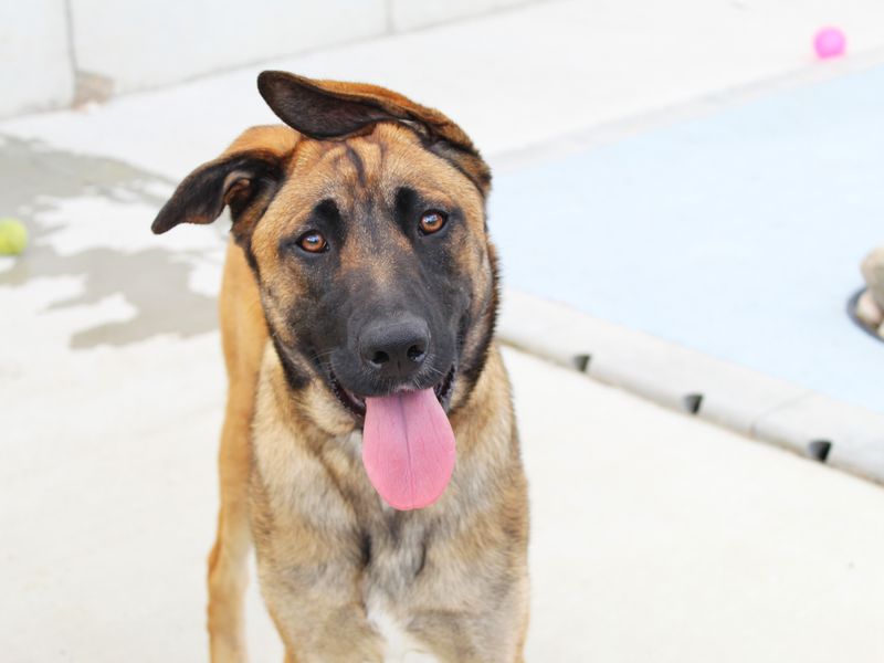 Please retweet to help Brooke find a home #DARLINGTON #COUNTYDURHAM #ENGLAND 

Playful Malinois aged 6, looking for an adult home as the only pet. 

DETAILS or APPLY👇
dogstrust.org.uk/rehoming/dogs/…

#Malinois #dogs #DogsofTwittter  #pets #Christmas