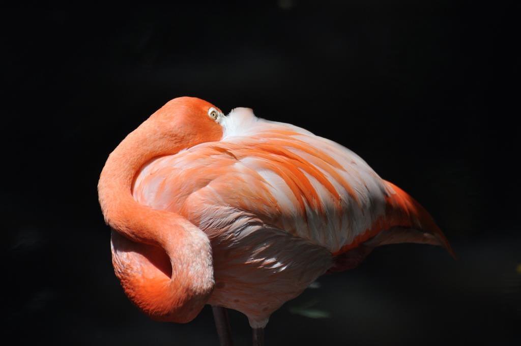 #WildlifeWednesday: Flamingos get their characteristic pink coloring from the red-orange pigment found in their diet such as shrimp! *** 📍: Ellie Schiller Homosassa Springs Wildlife State Park 📷IG: shutterbugnaturephotography ⭐: American flamingo (Phoenicopterus ruber)