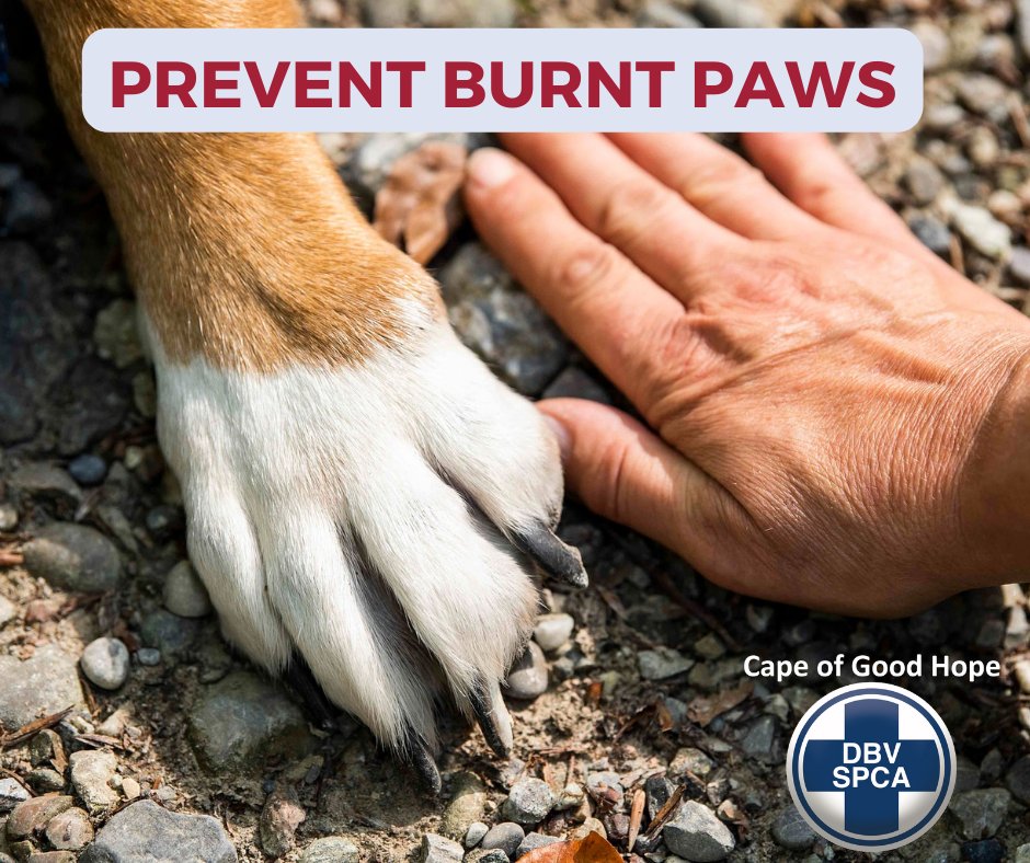 How Do You Tell If Your Dogs Paws Are Burnt