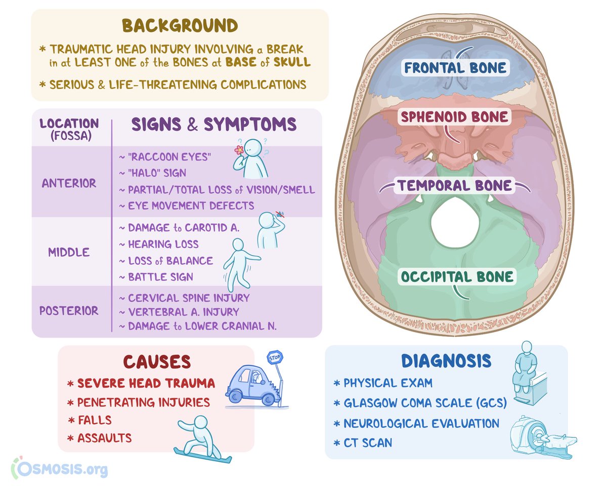 Alejandro Toro Pedroza on Twitter "Basilar skull fracture A skull