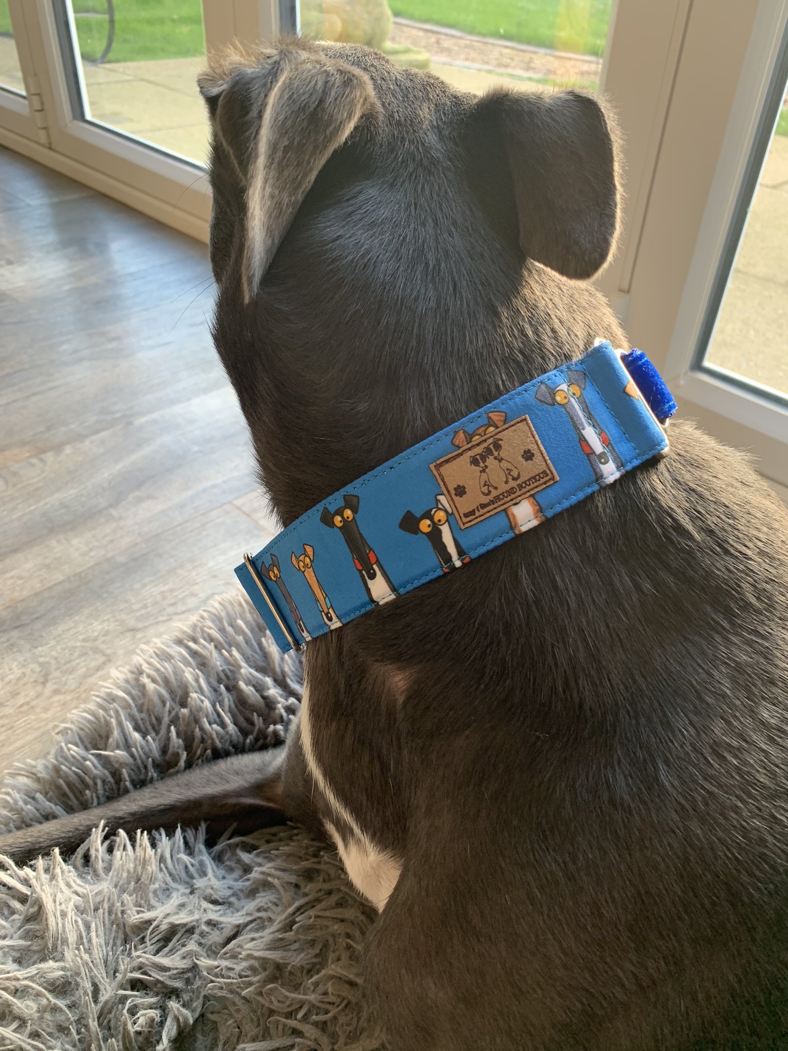 Richard skipworth hot sale martingale collar