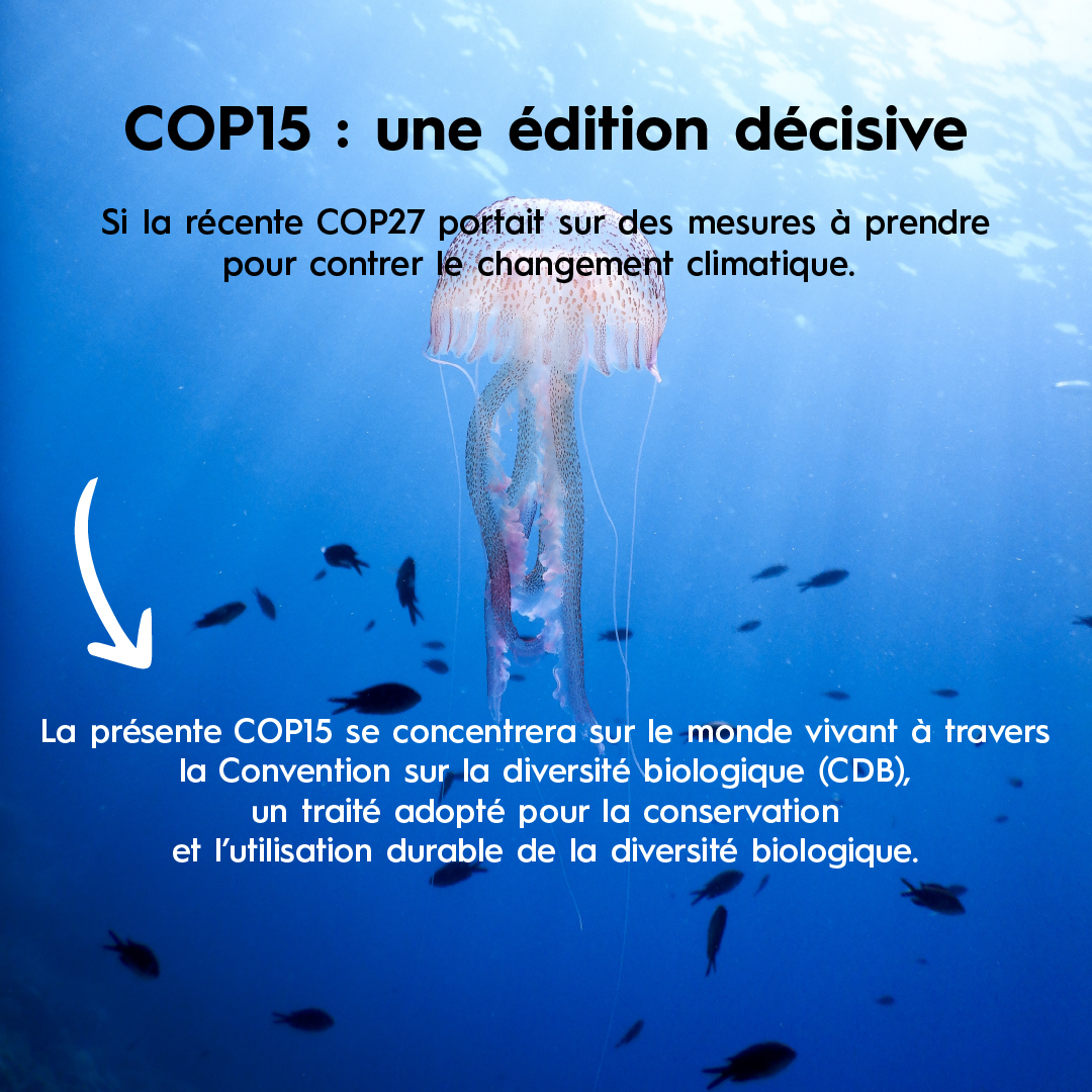 blue_observer's tweet photo. #COP15 | Une conférence majeure des Nations Unies sur la #biodiversite
🖋 Dans ce cadre, Blue Observer est signataire de la Déclaration des Acteurs de l’Océan, initiative française du GPBB portée par @RespectOcean.
#blueobserver #togetherfortheocean #sailingforscience https://t.co/OT3RRnP4b7