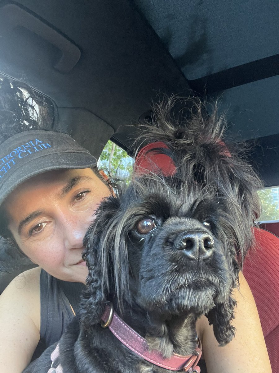 KatrinasTrigger's tweet photo. My Momma takes me on adventures. Whoof. 

#CuteDog #Furbaby #CockerSpaniel #SisiTheSpaniel #GoodDog #LADog #Spoiled #cocker https://t.co/10BUjjbuGX