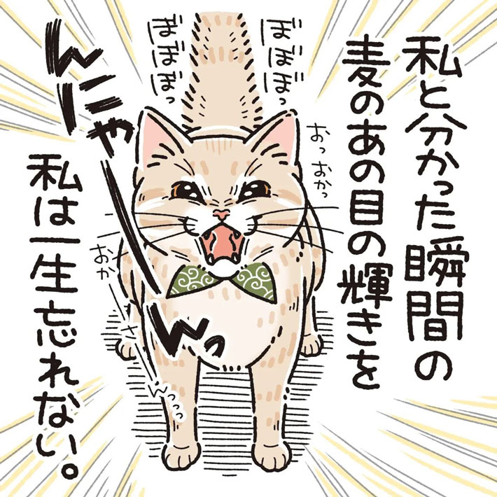 猫は飼い主を覚えているのか? 約1か月ぶりに再会すると… https://t.co/Ef5GCdDnAB @grapeejpより 