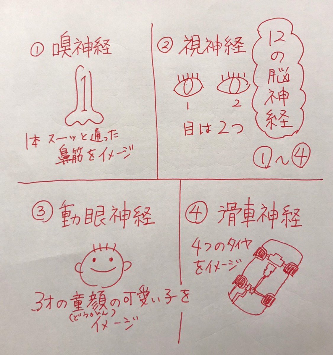 tanikest's tweet photo. 私の脳神経12対の覚え方なんですが、語呂合わせではなく一つ一つイメージで引っ張り出してくる形をとりました。

何人かのクラスメイトに「使える！」と褒められたのでシェアさせてください。 https://t.co/ya6buPliBn
