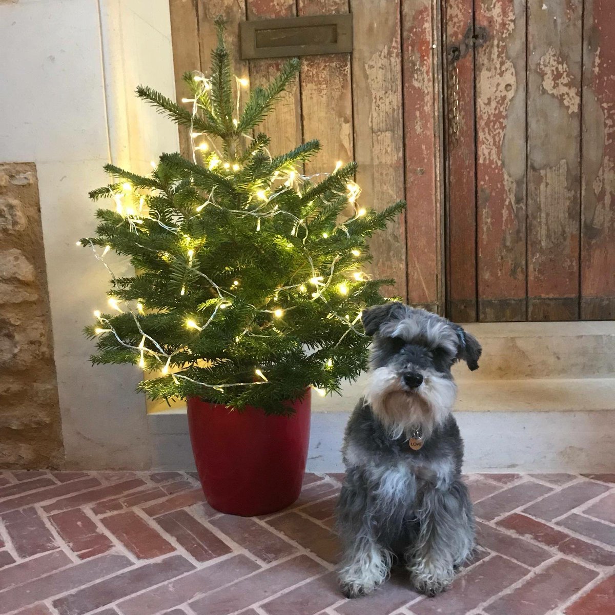 Awww so many years ago, sweet little Poppy being super cute in front of her Christmas tree x