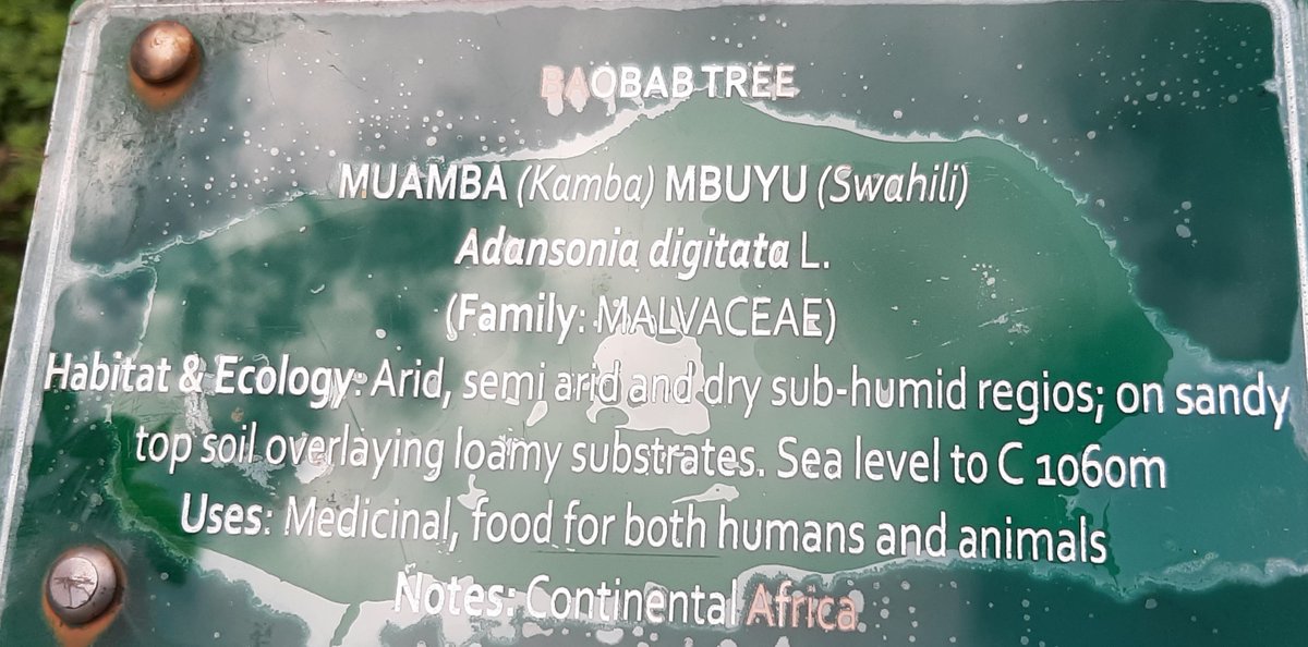 A #Baobab seedling (#Adansonia digitata, #Malvaceae) planted by <a href="/EAHerbarium_NMK/">The East African Herbarium (EA)</a> staff for ex situ conservation <a href="/museumsofkenya/">National Museums of Kenya</a>. The seeds are coated with food colour &amp; traded as MABUYU. The seedling doesn't look anything closer to the mature #Plant  though🙃 #biodiversity #Kenya