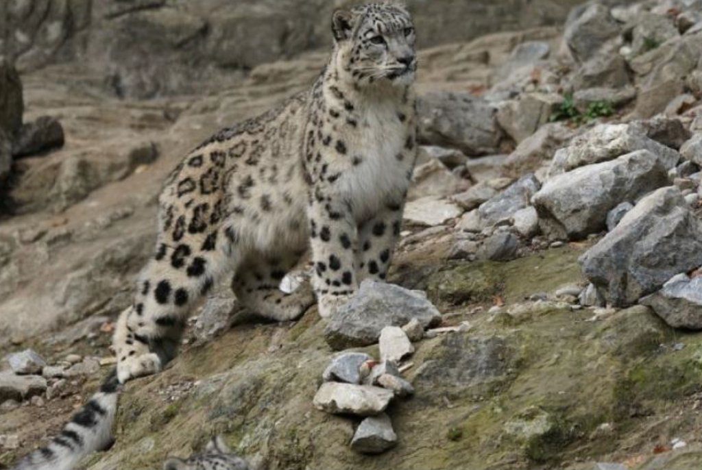 The Rufford Foundation is Among Key Conservation Funders to Urge Five Goals for Nature at COP15 Summit.  Read our full statement: rufford.org/news/rufford-f…