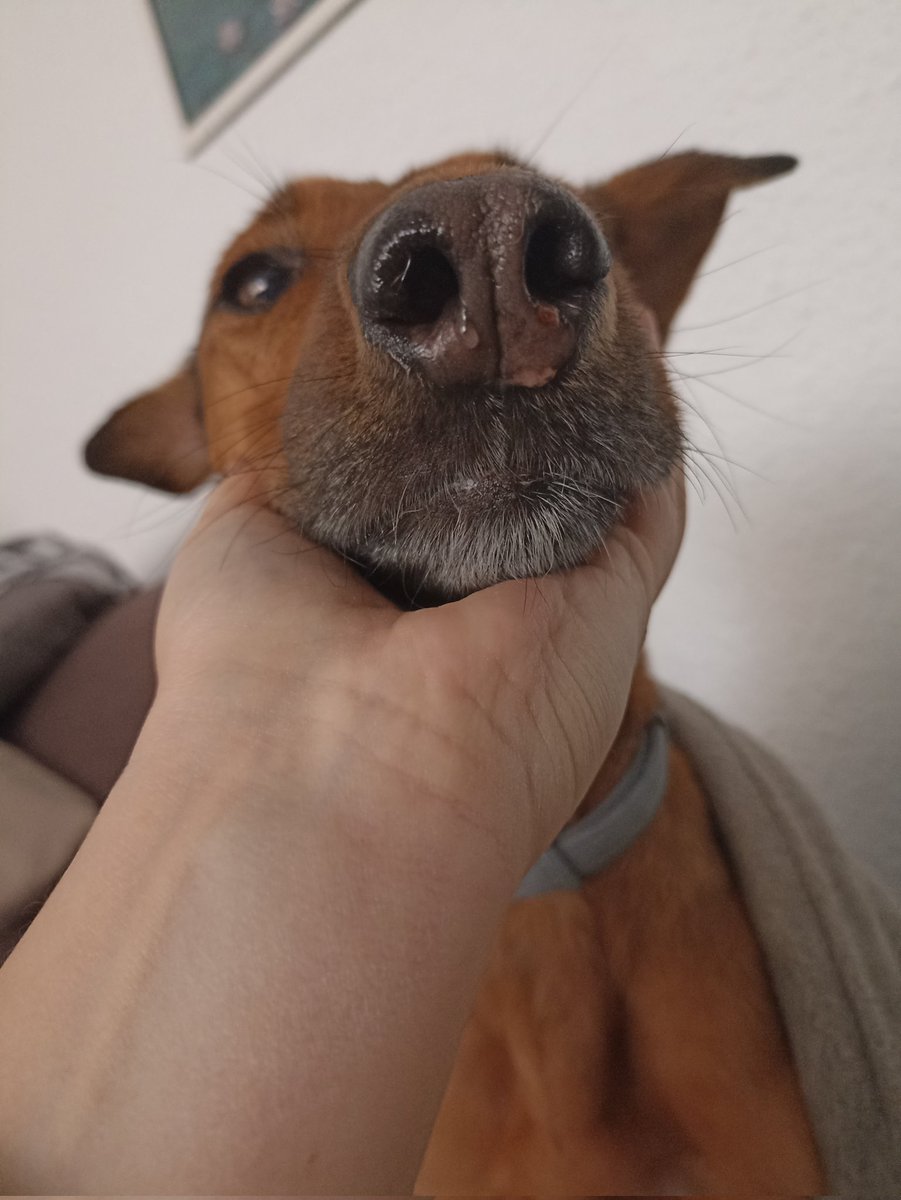 RocioCoronil's tweet photo. Si tenéis perro en Málaga, tened cuidado con esta familia y este perro. Ayer atacó a Greta y la reacción de la familia fue, mínimo, de sinvergüenza. https://t.co/fm6JP4xblf