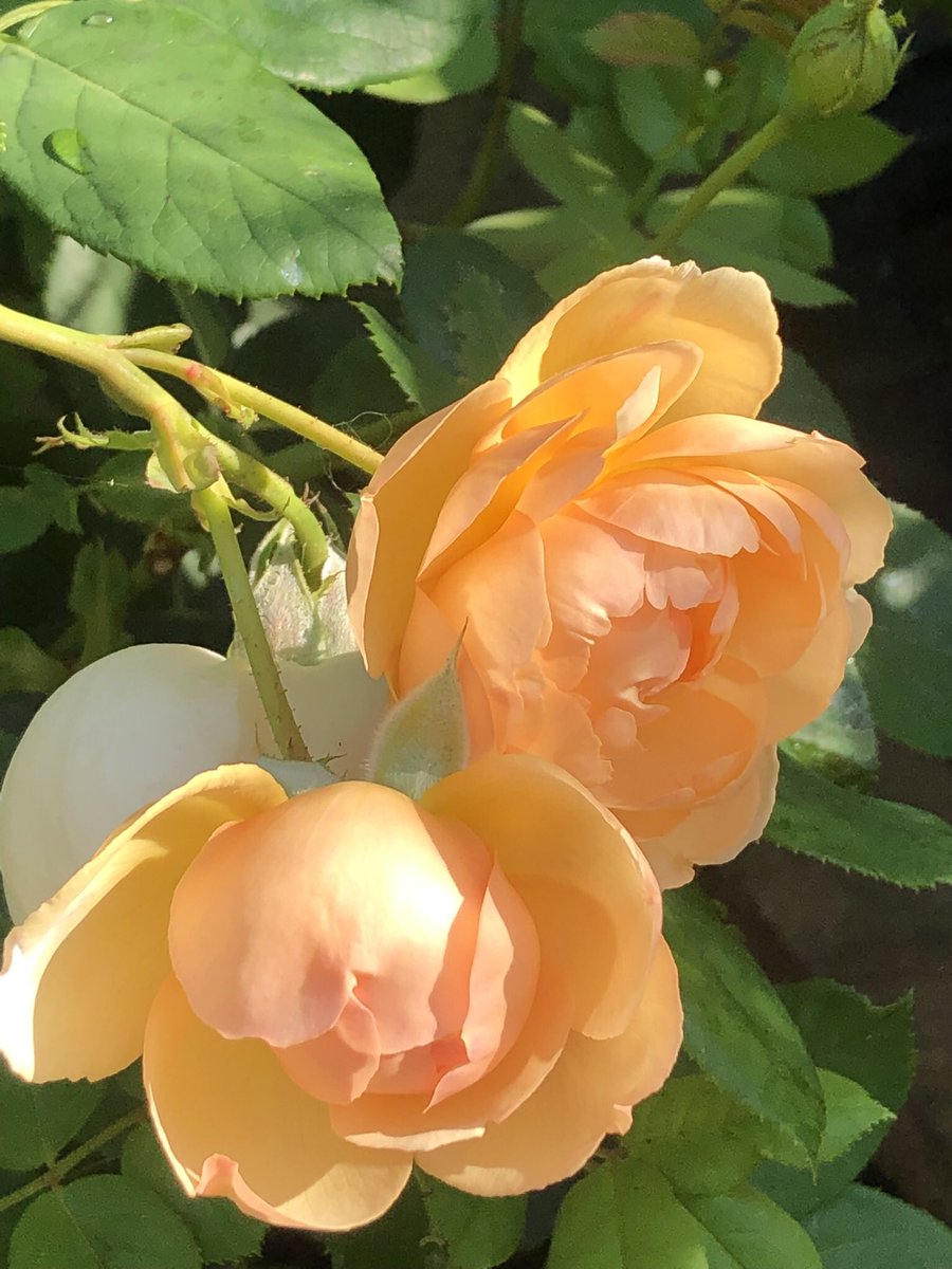 #RoseWednesday #RoseADay #Advent countdown, my Wollerton Old Hall from last summer 🌹🌹🌹🌹