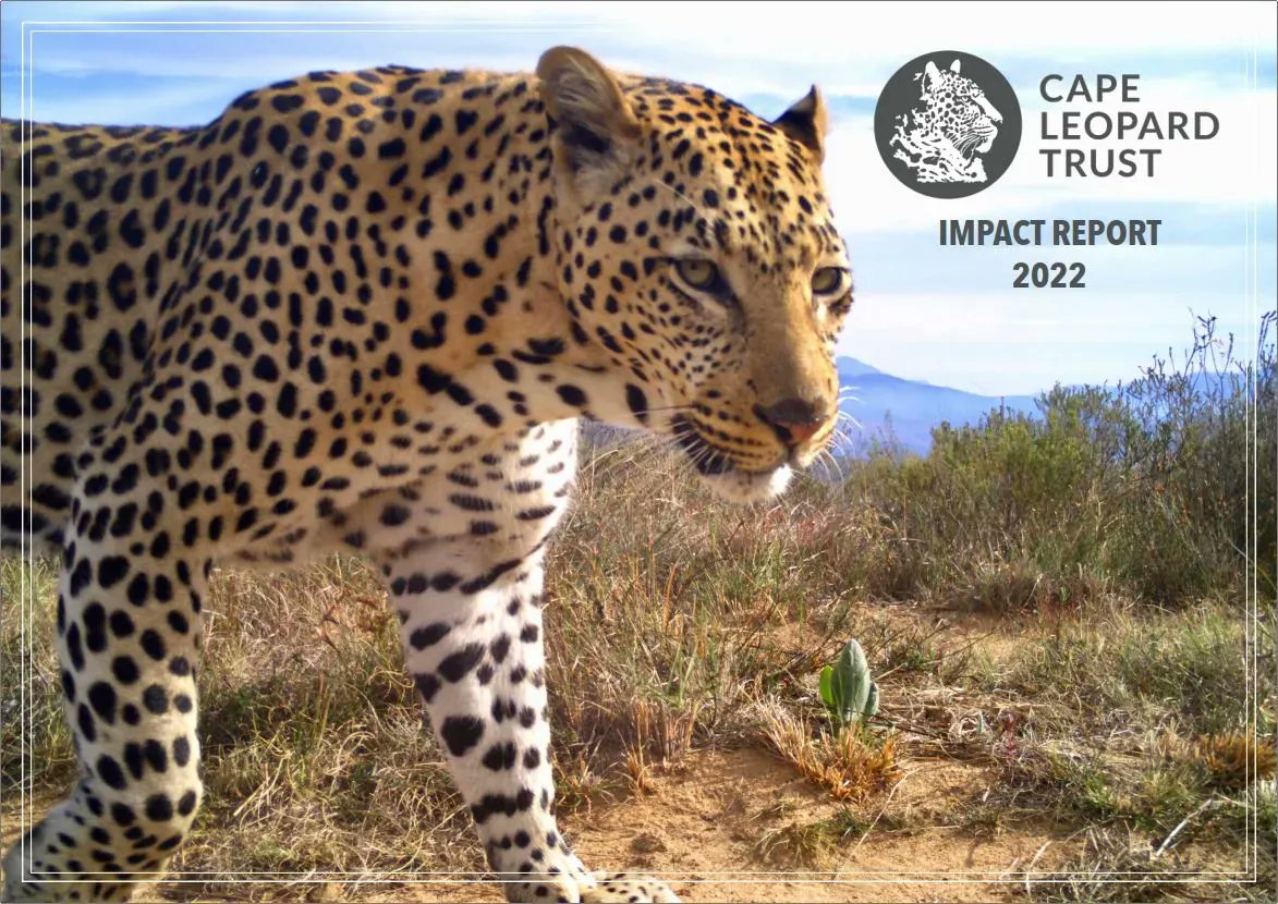 CapeLeopardTrst's tweet photo. We have great pleasure in presenting our @Cape_Leopard Trust 2022 #ImpactReport which showcases the incredible work and achievements of our team over the last 12 months. Please find the downloadable pdf at https://t.co/LS1k3C2zWO (size: 10MB)
#CapeLeopardTrust #WildlifeWednesday https://t.co/mnueaQlEnU