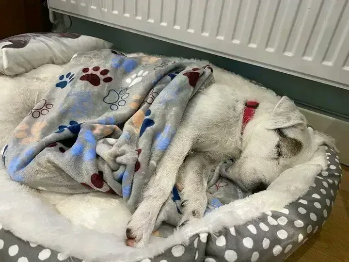 Sonny loves a good lie in findingfureverhomes.org.uk/dogs/sonny/

Please retweet as Sonny is looking for a furever home