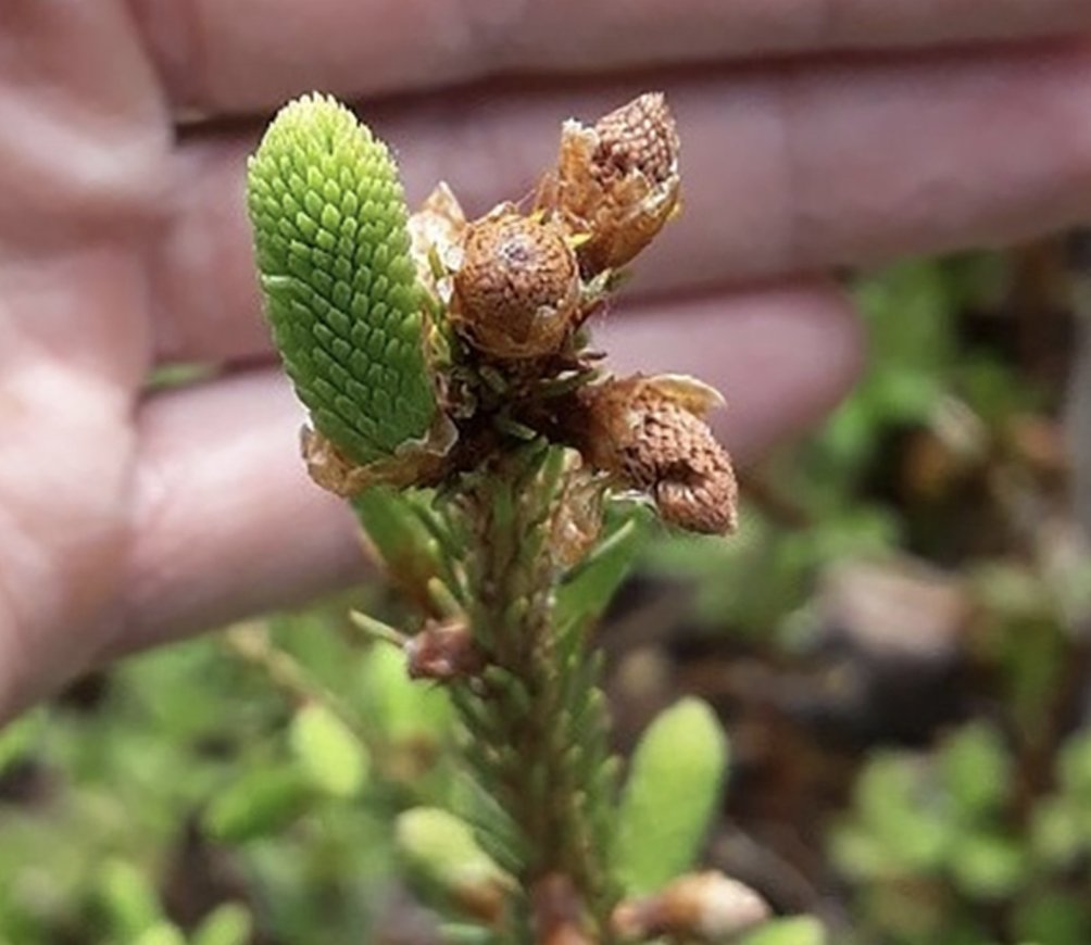 Physiologia Plantarum tweet media