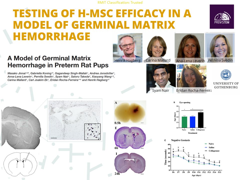 At #NeoCellTherapies2022 <a href="/BobbiFleiss/">Dr Bobbi Fleiss</a> from <a href="/RMIT/">RMIT University</a> presented data on the dose and timing of #stemcells to tackle #brain injury related to #preterm birth gathered by #premstem teams at <a href="/Inserm/">Inserm</a> and <a href="/goteborgsuni/">Göteborgs universitet / University of Gothenburg</a>.

Read about Bobbi's work on our website:
➡️ premstem.eu/2020/06/16/bob…