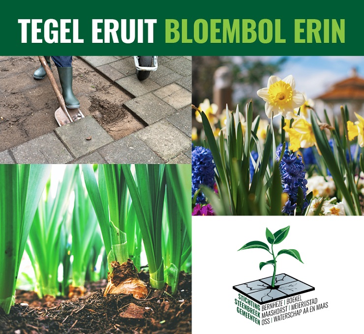 Woon je in de gemeente Oss? Zijn al die stenen en tegels wel echt nodig in je tuin? Wil je meehelpen om onze gemeente nog groener te maken? Lever tussen 3 t/m 11 december 2022 een tegel in en ontvang een gratis zakje bloembollen.
oss.nl/inwoners/actue…