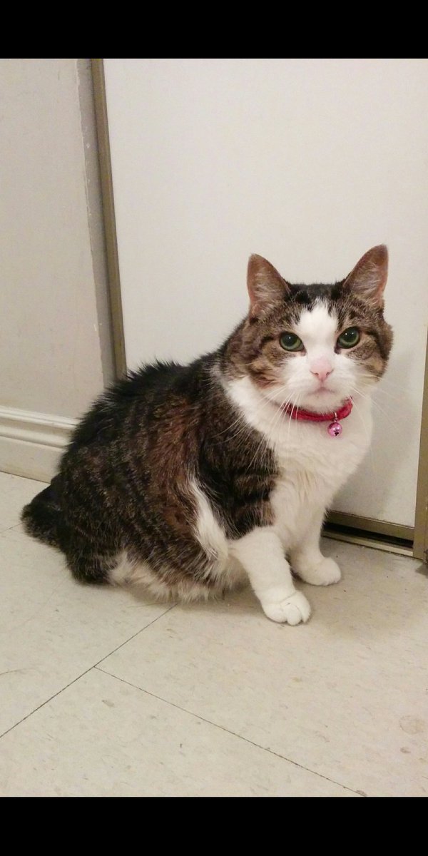 PJSM206's tweet photo. Happy #WhiskersWednesday to, &amp; G B all! As it gets closer to #Christmas, #Hannukah, &amp; other Holidays, S-J &amp; I purr for all, especially those remembering 💖ones who've passed, incl pets, 226 weeks since my Antennae &amp; I went to Heaven #PurrsForUkraine 🇺🇦 #CatsOfTwitter 💖🙏🐈🕎 🎄 https://t.co/6NIkIsn5Ev