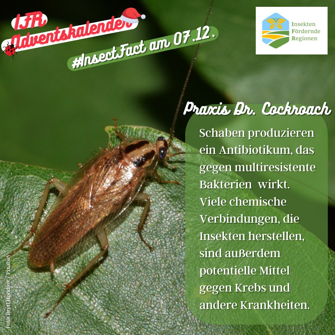 LIFE_IFR's tweet photo. https://t.co/TnoPLxnt8L🐞
#Naturschutz #Umweltschutz #Nachhaltigkeit #Biodiversität #Insekten #Bienen #Insektenschutz #Landwirtschaft #IFR #LIFE #InsektenförderndeRegionen #Advent #Adventskalender #InsectFact @LIFEProgramme @baeuerliche @Global_Nature_F @bluehland @NestleGermany https://t.co/nyurvxAQTR