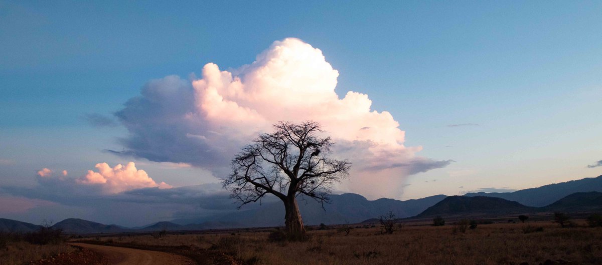 RichardOnSafari's tweet photo. #Baobab with a storm building behind, #Mkomazi NP. We were lucky enough to be there for the first rain in many months. Waterholes were dry & Tanapa having to ferry water for desperate animals.
#drought...
On #safari with #TheMapsEdge https://t.co/iUKLL54kgM