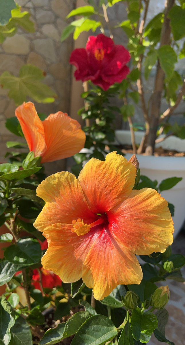 tulip_uae's tweet photo. اللي فوق لونها احمر غامق عكس  اللي تحت لونها يميل للبرتقالي 

والنوع الثالث حلو مثل كوكتيل فواكه ههههه https://t.co/ycfAatmmcy