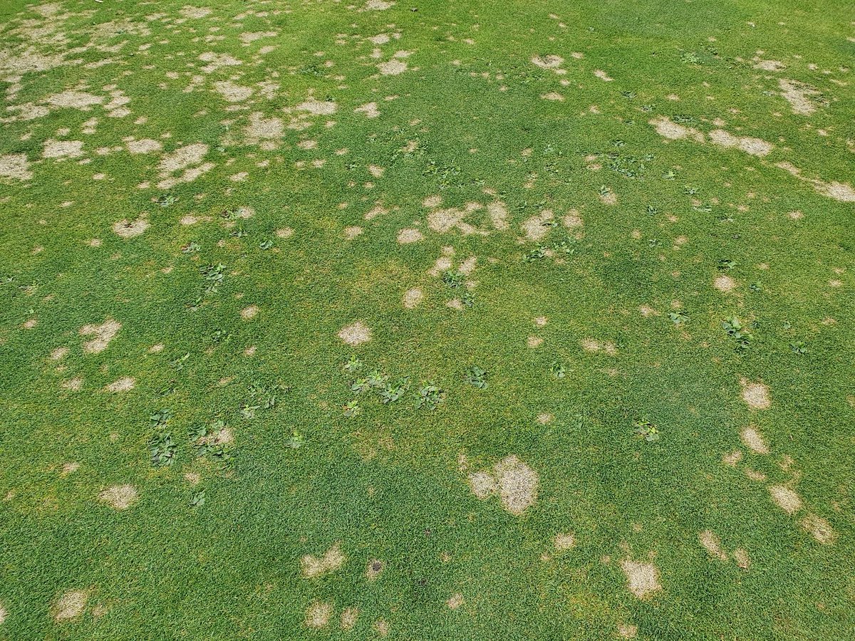 Calling all groundsmen-greenkeepers-turf managers ☎️

It will be a big help for us to get input about fungal diseases in turf, so we can develop grass varieties that reflect the needs of our end users. 

You can find the survey below. It takes 5 minutes.
forms.microsoft.com/r/XCHEfvmxT3