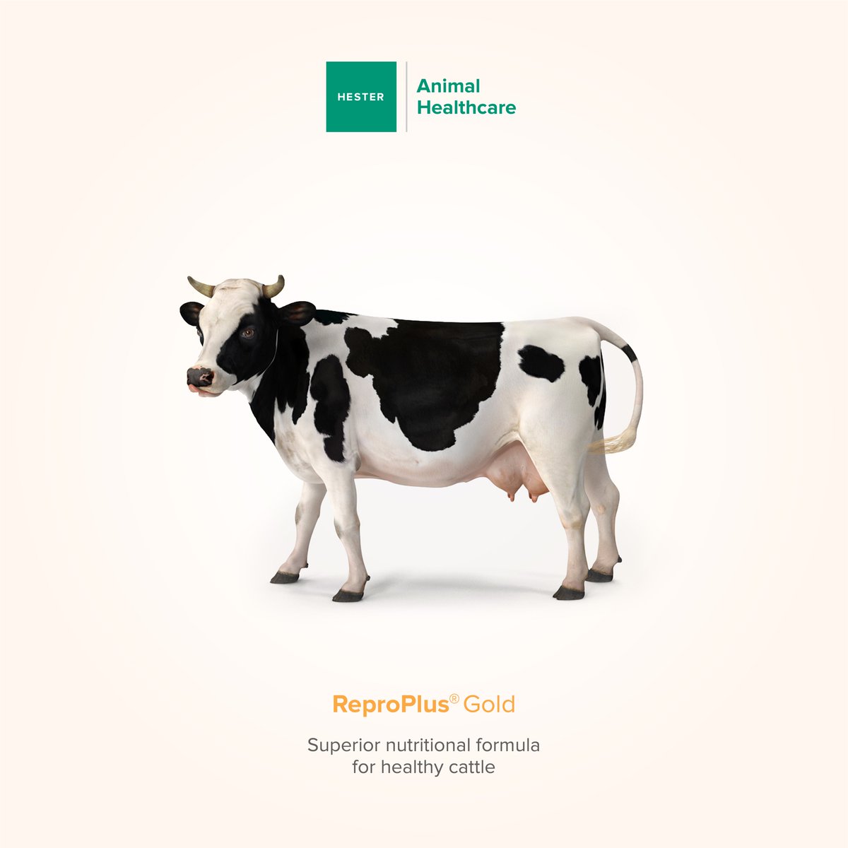 Hesterindia's tweet photo. Reproplus®️ Gold is a mixture of new-generation micro and macro minerals strengthened with vitamins, chromium, choline chloride and D-biotin. It helps in #improvingfertility, #milkproduction and #immuneresponse in cattle. 

#Hester #feedsupplement #reproductive #efficiency https://t.co/1PNcv7IIo9