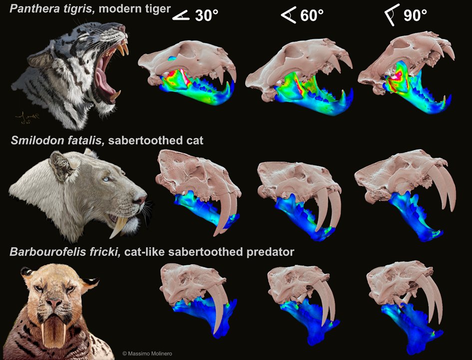 NarimaneChatar's tweet photo. Our paper on #biomechanics of the cat like mandible was just published in @RSocPublishing #ProcB with @Val_Fisch &amp; @Tseng_ZJ 🦁🔪 @frsFNRS @ULiegeRecherche 🥳 🧵1/12 https://t.co/2w2nZkfG3F https://t.co/JBSpWgCLwF