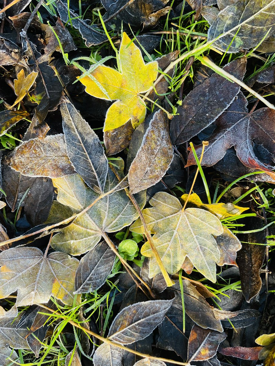 SturgessMrs's tweet photo. A beautifully fresh morning for Year 5’s outdoor learning today ❄️🍁☀️@bastonceprimary https://t.co/GbesJINRiU