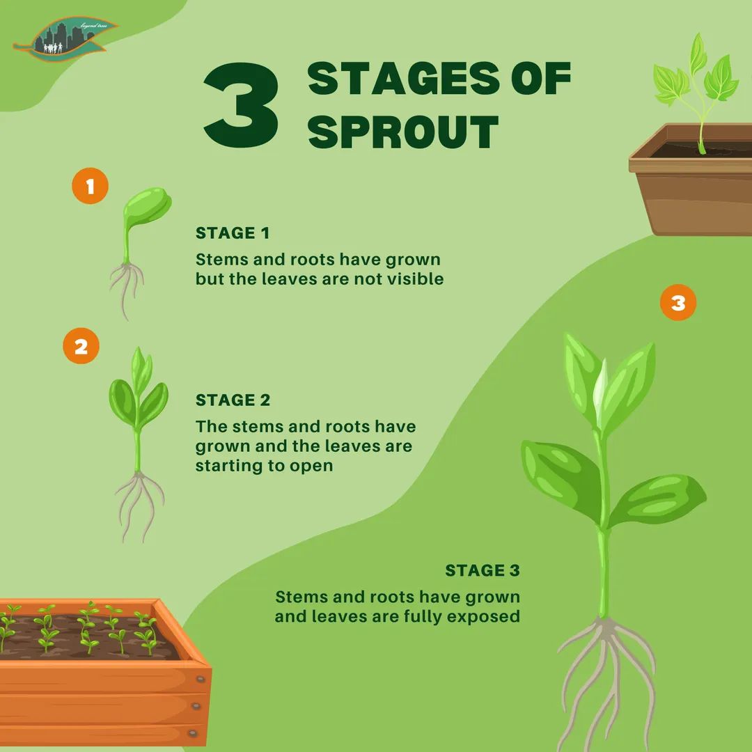 BeyondTreesNet's tweet photo. Why grow your own sprouts?

Sprouts are tasty, fresh and satisfying to grow at home – with sprouts you can have your own windowsill farm! With their beautiful colours and glistening freshness, sprouts can be a home-grown luxury that’s actually really inexpensive. https://t.co/pisbHHXiuL