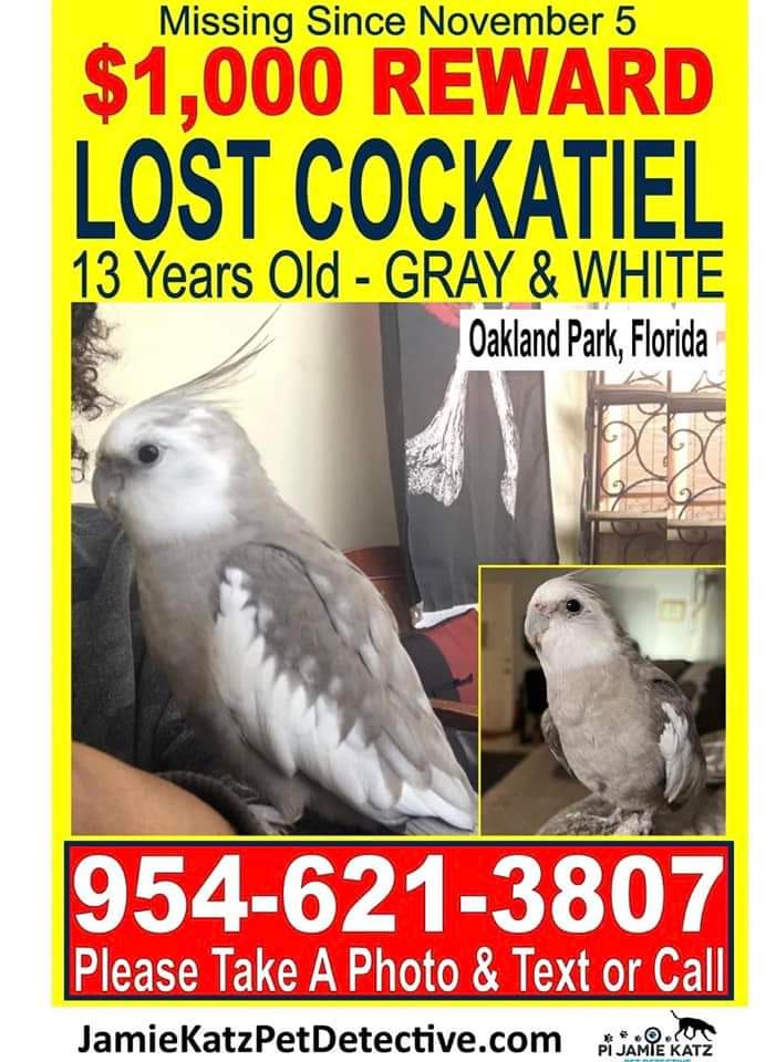 Help! If anyone has brought in this bird as a rescue or has seen this bird anywhere please don't hesitate to contact us! Birdman was LOST on November 5, 2022 in Oakland Park, FL USA 33334 near Funky Buddah Brewery #lostbird #lostcockatiel #Missingbird #MissingPet #lostpet #reward